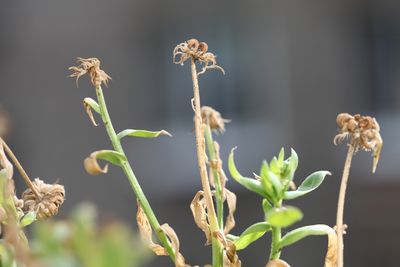 Those Dead Flower Stems Look Ugly — Here’s Why Gardeners Are Leaving Them Until Spring