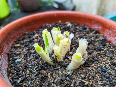 Can You Regrow Green Onions Forever? We Put the Viral Hack to the Test