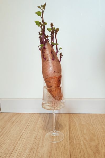 We Planted an Old Sweet Potato Instead of Throwing It Away — Here’s What Grew