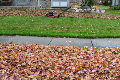 What Happens If You Never Rake the Leaves in Your Yard?