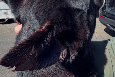 Armed suspect bites off piece of police dog’s ear during arrest in California