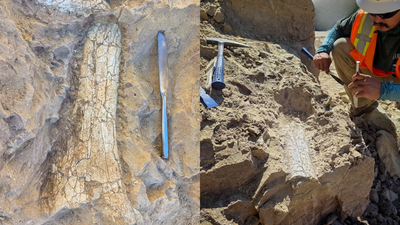 California workers uncover 40-million-year-old fossils, possibly thunder beast