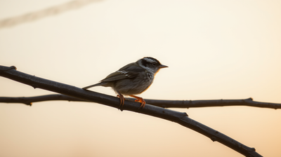 How a Molecule in a Bird's Eye Makes Magnetoreception and Magnetic Navigation Possible
