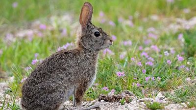 Rare Seabird Nests Return: Petrels reclaim rabbit-free Chañaral Island; solar calls draw colony