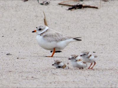 In 2016, Wisconsin used 385,000 cubic yards of harbor mud to rebuild vanished Cat Island; more than 30 bird species returned, and 3 piping plover chicks fledged