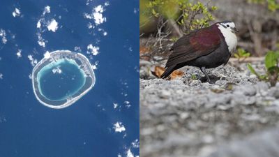 Predator Removal Spurs Recovery: remote Polynesian atoll revives ground doves; model for island restorations