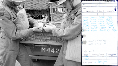 Unsolved Wartime Pigeon Code: skeleton and red capsule found in Surrey; GCHQ says note undecipherable