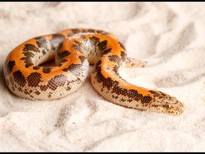 First scientific record of Sistan sand boa in India: 3 snakes found In Rajasthan’s Sikar; here’s how to identify them