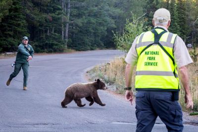 Grizzly reality: US states grapple with uptick in encounters between bears and humans