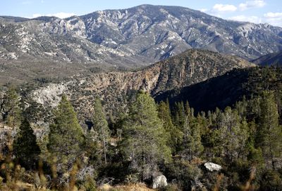 USDA Wants to Open Up National Forests — Economic Boost or Ecological Gamble?
