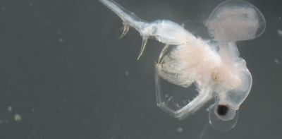 One of Canada’s worst invasive species may have arrived naturally