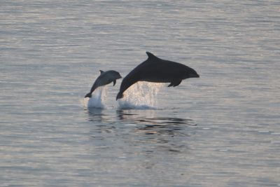 Man charged in connection with disturbance of pod of dolphins