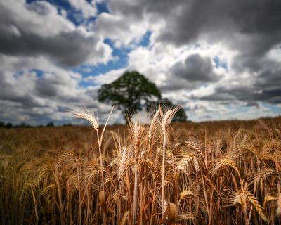 Most of UK’s essential food supply grown in drought-risk areas, report warns
