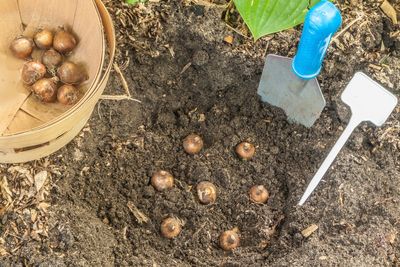 What Happens If You Plant Spring Bulbs Upside Down?