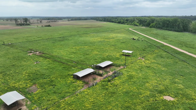 Louisiana neighbors' land fight over 70 feet ends with $15K damages after dead cow appears