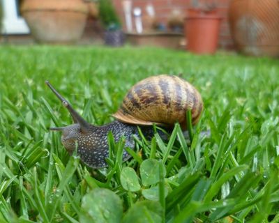 Silver linings in the garden’s snail trails