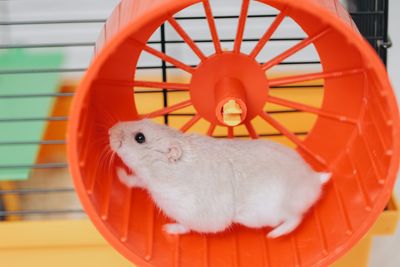 The U.S. economy is running hot and stuck on a hamster wheel as GDP growth must outpace borrowing costs—or risk getting sucked into a debt spiral
