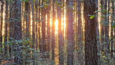 An 8,000-acre South Carolina forest was bought for conservation after drawing developer interest