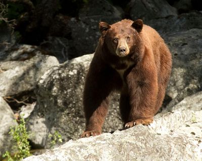 Dog dies trying to protect northern California couple from bear attack