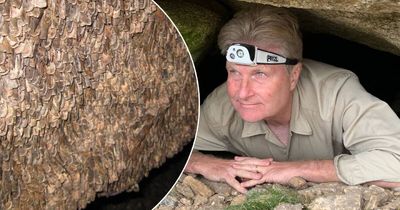 The insects causing a stir on the South Coast are heading our way