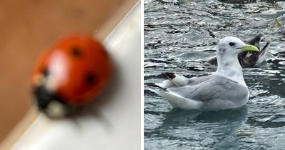 95 Wildlife Photos So Bad They Somehow Circle Back To Being Brilliant