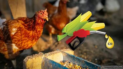 Why diverting maize for ethanol is affecting poultry farmers