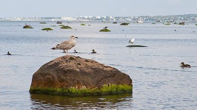 The sea full of diclofenac — how researchers are trying to cut pharmaceutical pollution in the Baltic Sea