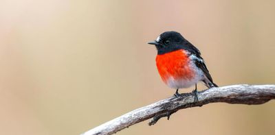 The joy of song: where songbirds came from and why we should listen to them