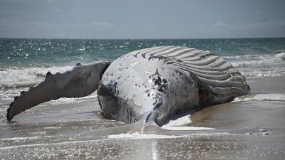 Sharks spotted after whale carcass stinks up city beach