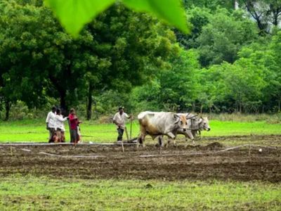 Kharif data gives India a pleasant advance glimpse of the year's pickings; full picture a little while away