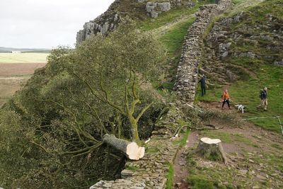 The Sycamore gap tree was felled three years ago. But now there are signs of life