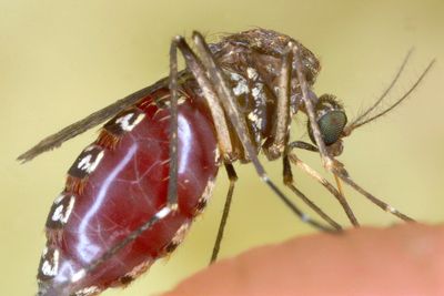 Massachusetts West Nile Cases Climb to 11 as Boston and 10 Nearby Communities Stay at High Risk