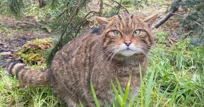 Scottish wildcat project celebrates 'major milestone' in Highlands
