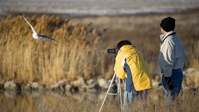 Can birdwatching help stroke recovery? Researchers say it could aid communication skills
