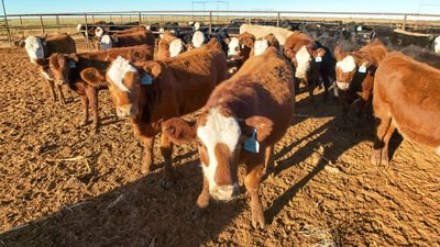 Kansas, Oklahoma, Texas cattlemen beg Trump admin to call off ICE operations, say they depend on ‘stable workforce’