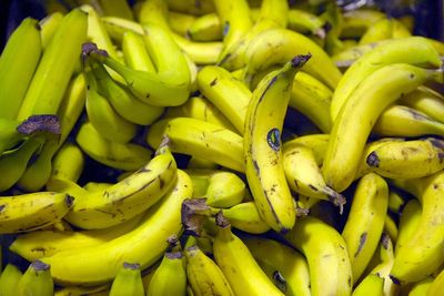 Bananas that don’t go brown could hit UK supermarkets after scientific breakthrough