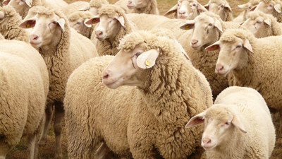 5,500 sheep stolen from Queensland property in one of Australia’s biggest livestock thefts