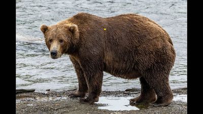 Fat bear week 2026: Chunk returns to defend his title as 16 brown bears compete for the crown