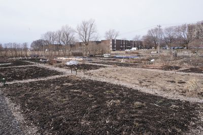 Leaving Soil Bare All Winter? You May Be Creating More Work for Spring