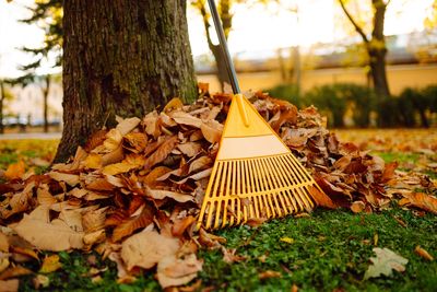 Before You Bag Your Fall Leaves, Try These 5 Free Uses for Them