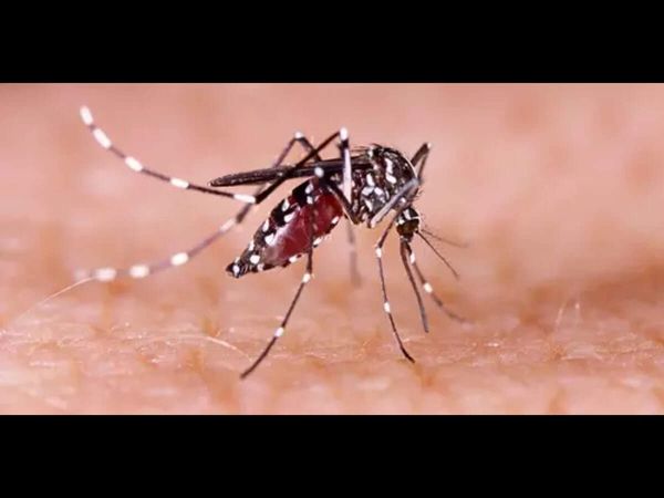 Florida on alert as state declares emergency over ‘breakbone fever’ dengue outbreak