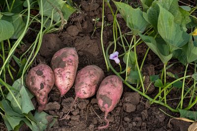 Can You Plant Potatoes From the Grocery Store? Here’s the Catch