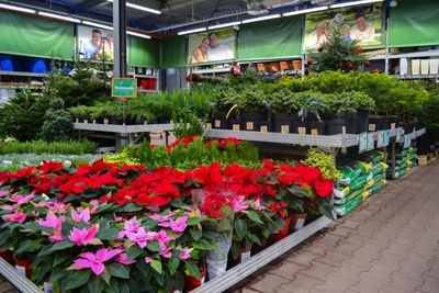 Should You Buy Clearance Trees and Shrubs in Fall? Check the Roots First