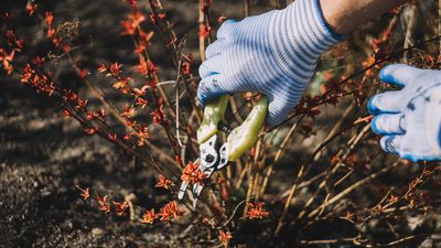 Don’t Prune These 7 Plants in Fall or You Could Lose Next Year’s Flowers