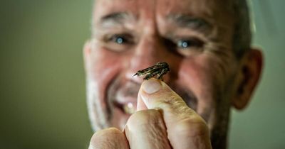 Why Canberra's new swarm of 'magical' moths might bring good luck