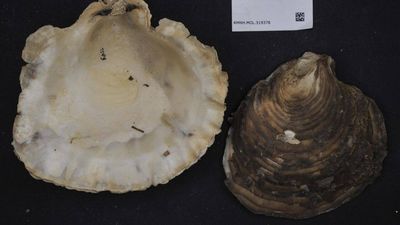 Australian students went scuba diving to rebuild an oyster reef