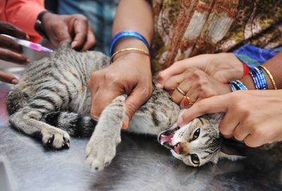 Rabid Cat Attacks Two People Near Jimmy Carter Boulevard in Norcross as Gwinnett Health Officials Urge Fast Treatment