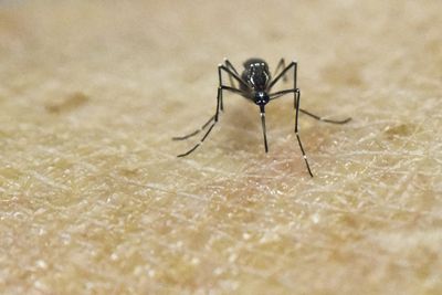 Orange County West Nile Cases Reach 36 in 2026 as Anaheim Man's Family Reports Death Not Yet Counted