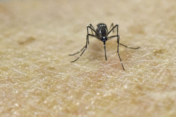 Orange County West Nile Cases Reach 36 in 2026 as Anaheim Man's Family Reports Death Not Yet Counted