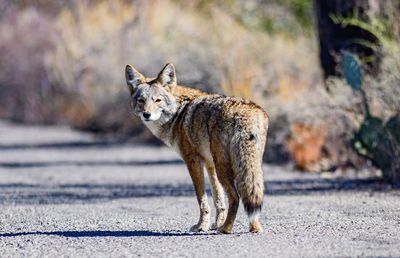 Possibly Rabid Coyote Bites Woman on Hastings-on-Hudson Trail as Westchester Urges Anyone with Contact to Call Officials